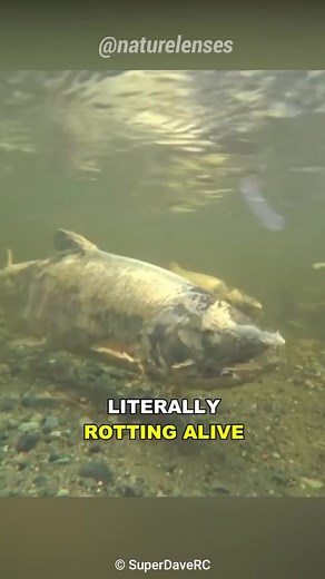 Understanding Zombie Salmon: Nature's Rotting Fish
