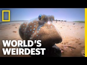 Fish Battle on Land | World's Weirdest