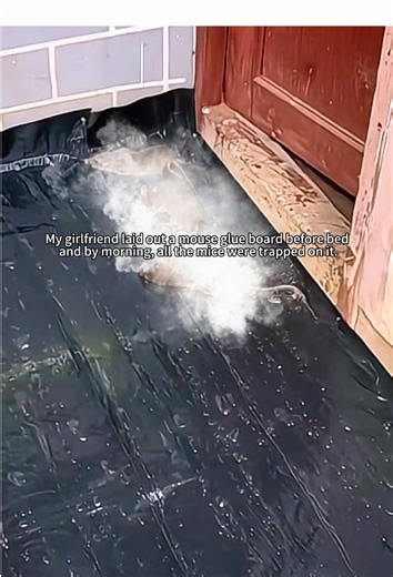 No snapping traps. No blood. Just clean and effective. #mousetrap #pestcontrol #cleaning #tiktokshopfinds #hometips