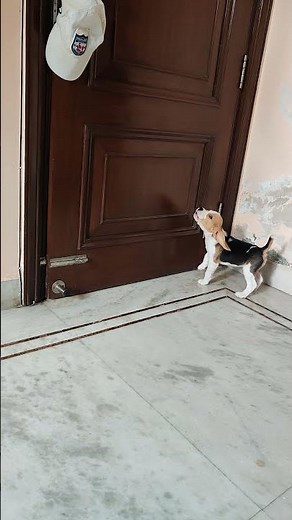 Beagle Puppy Crying When Locked Inside The Room//Milo The Beagle