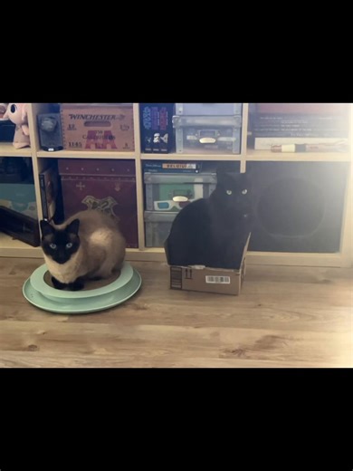 Jon (@hurricaneginge)’s videos with Year of the Cat - Al Stewart