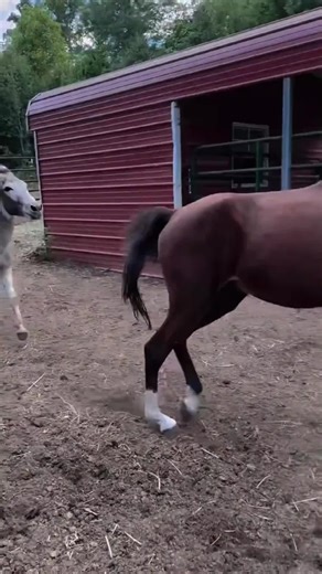 The funny behavior of donkeys😂😂😂#funnyvideo #donkey#laugh #usa #fyp