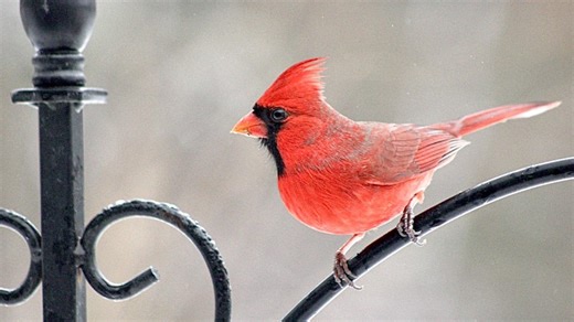 Here's what you need to know about bird feeders and the avian flu
