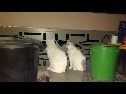 Wuthering Waves: Gateways and Soar to the Beat! 3/23/26