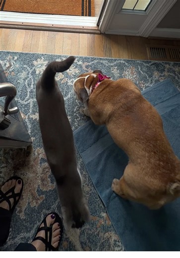 Neighbor Cat Oliver's Relaxing Nap Time