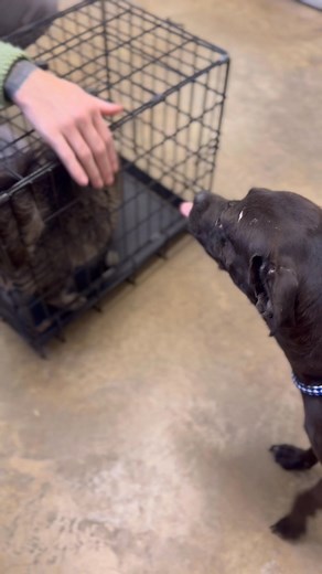 3.5K views · 78 reactions | roswell animal control tel 5756246722 this is sweet chrissy a 10 year old chihuahua /pug? . 20lbs . played with garik and doesn't seem to react to cats . her id is a010936 to adopt have vet appointment to spay/rabies shot . can adopt via email or in person . put on hold to complete paperwork and arrange any transportation . qurantine . | Jo Wallace | Facebook