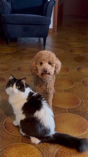 The moment I leave the house alone. Guess who couldn’t care less #catanddog #poodle