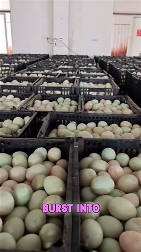 Inside a Massive Duck Hatchery.