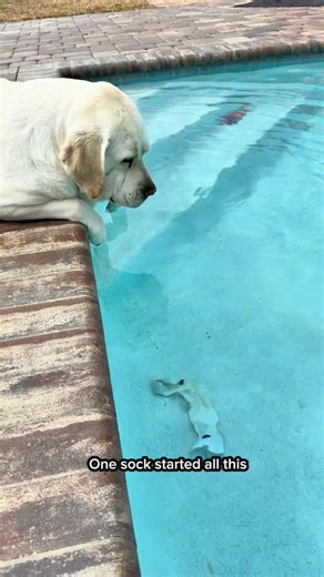 Labrador Dogs Can't Resist Lost Items in Water