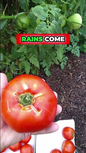 Are Hossinator Tomato Plants 🍅🌱 the Secret to a Bumper Harvest? 🌽🌿
