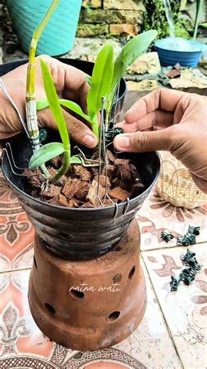 Planting dendrobium Orchid keiki #plantingorchidd | Ratna Wati