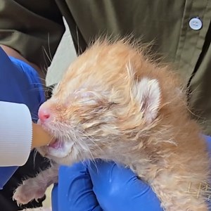 Introducing the babies and feeding them | Cat House