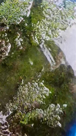Weeping moss😍 | AquaNiks