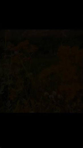 1 sac video