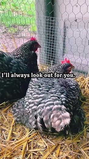 Blind chicken!! 😱