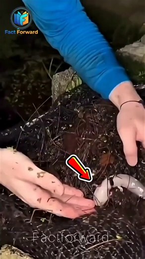 Saving a Little Axolotl’s Life 🥺❤️#shorts