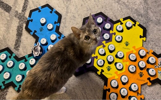 ‘Talking’ pets: The citizen science project that could reshape what we know about animals and language