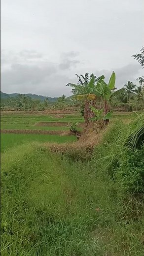 suling Sunda vieal #shots