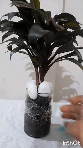 How to grow #cordyline Plant Roots Development in Water#shorts #plantcare
