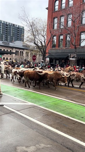 National Western Stock Show Parade Kicks Off in Denver