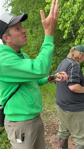 U.P. bird banding project provides insight into forest health