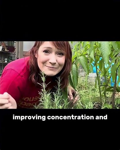 9 Powerful Medicinal Herbs You Can Grow at Home