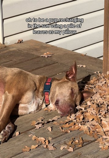 my solar powered puppers!