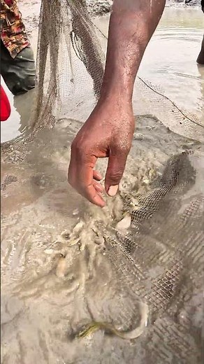 Amazing Mud Fishing: Catching Hundreds of Small Fish with a Net! #fishing #fish #netfishing