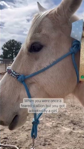 Pretty princess #fyp #horse #funny #trending #memes #relatable