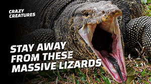 Inside Komodo Island: Coexisting With Deadly Dragons