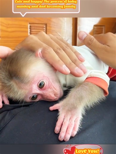 The Joy of Baby Monkeys: A Heartwarming Family Bond
