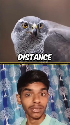 How do animals see our world😱😱 #usafacts #usashorts