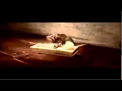 Nolan's cheddar cheese commercial