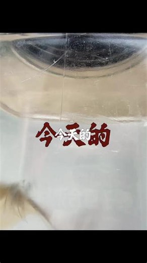 随手一拍，直奔2万#蝴蝶 #随手记录生活 #游戏人生