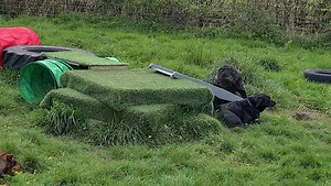 14 reactions | Little V and Rosie met for the first time this afternoon, and they formed an instant bond. It was lovely watching them play. It looked like so much fun, Brandi couldn't resist joining in  | Doggy Tired | Facebook