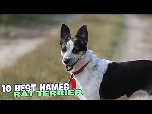 🐾 10 Best Names for Rat Terriers 🐕