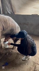 256K views · 1.9K reactions | Trabajando A los marranos #reels #pig #farm #cerdo #porcicultura #work | Nerli Calderon | Facebook