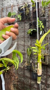 Dendrobium Burana Jade Fancy Mutation... Dengan sisa energi mencoba bertahan hidup | Leni March