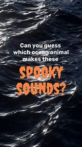 As Halloween approaches, do you ever wonder what it sounds like under the ocean? While the sounds in the reel above may sound spooky, the only truly scary thing are the threats facing cetaceans (whales, dolphins, and porpoises) and our ocean. Head to the link in our bio to learn more about the threats facing whales. How many of the noises did you guess right?! Video credit: Transient killer whale footage taken under MML-18 | Ocean Wise | Facebook