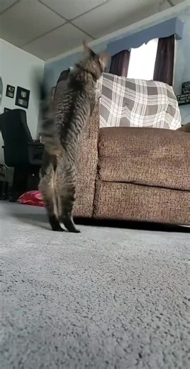 Slow motion moves #dance #cat #fyp