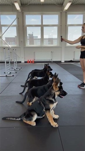 German shepherd k9 puppies training quick tips for obedience #dogtraining #puppies #k9