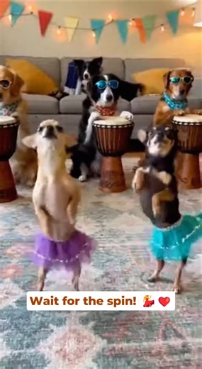 Tiny Dancing Chihuahua Dogs Pull Off the Cutest Spin 💃🐾 Hilarious Dog Band 😂