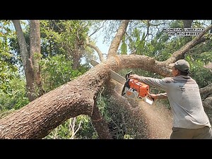 Great Skills...Cut down trees with the Strongest machines.