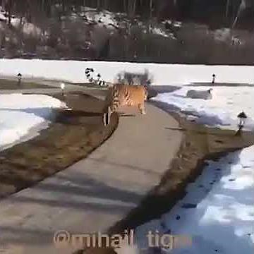 Big dog vs tiger real dangerous fight