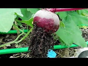 Gardening On A Rocky Hill | How To Garden In Rocky Soil | Full(ish) Garden Tour | Creative Gardens