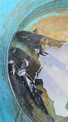 🐠🐍#fish #fishing #reels #trending #viral #viralreels #ytshorts #new #short #reels #viralvideo