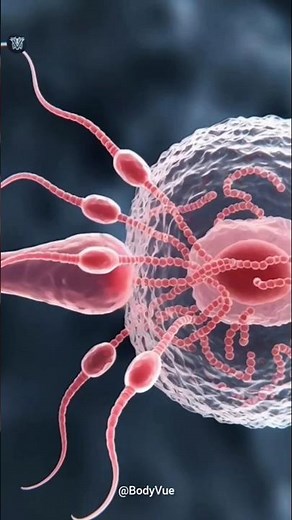 DNA Fusion: How Sperm & Egg Create NEW Life (Genetics 3D) | Human Fertilization process #anatomy