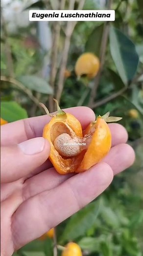 Do you know the Pitomba from Bahia? #fruit #fruits #frutas #fruta #nativa #curuiri #pomar