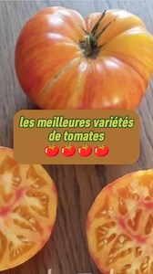 Et Voici une description rapide de ces variétés: 1. **Cœur de Bœuf :** Cette tomate se distingue par sa forme de cœur charnue et ses grandes dimensions. Elle offre une chair juteuse et peu de graines, avec une saveur douce et légèrement acidulée. Parfaite pour les salades et les sandwiches, elle est appréciée pour sa texture et son goût délicieux. 2. **Rouge des Andes :** Originaire d'Amérique du Sud, cette variété produit des fruits de taille moyenne à grande, avec une peau rouge profond et une