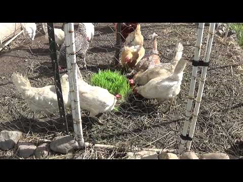 Feeding Barley Fodder to Egg Laying Chickens!